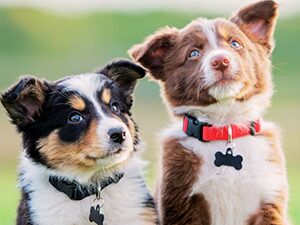 Two puppies with collars looking up.