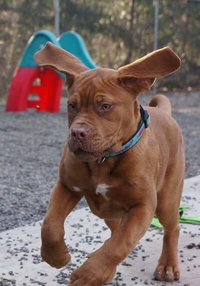 Puppy running in the play yard